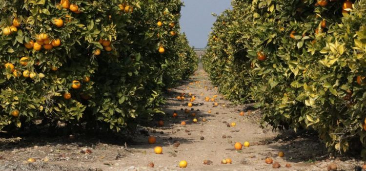 La CHJ tardó 232 días en visitar la finca de Sant Rafel del Riu donde están dos cañones de onda