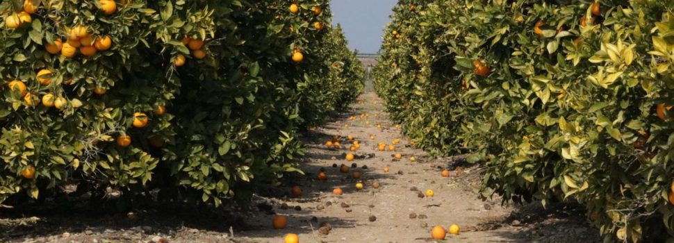 La CHJ tardó 232 días en visitar la finca de Sant Rafel del Riu donde están dos cañones de onda