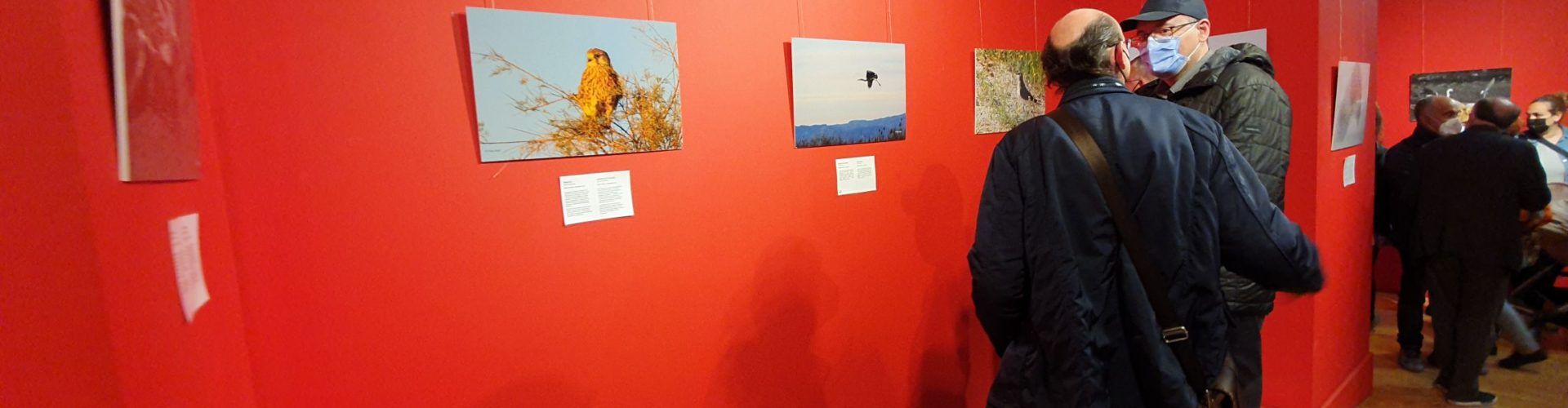 Exposición sobre biodiversidad a Vinaròs en memoria de Felip Redó