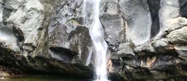Vídeo: El naixement del Cervol, més viu que mai