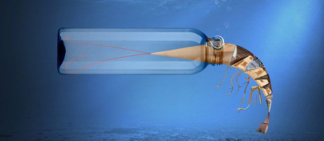 Vinaròs inicia una campanya de conscienciació ambiental per a protegir la mar