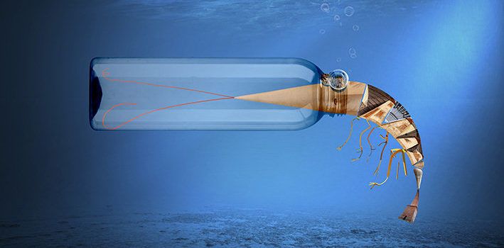 Vinaròs inicia una campanya de conscienciació ambiental per a protegir la mar