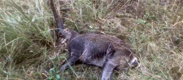El 85% de cabras del norte de Castellón, fallecidas por la sarna, según cifras de cazadores y expertos