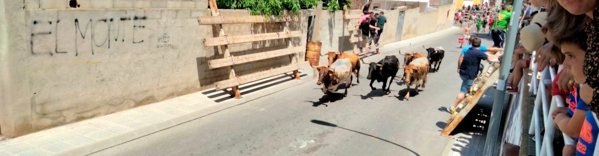 Fotos: prova del bou a Alcanar