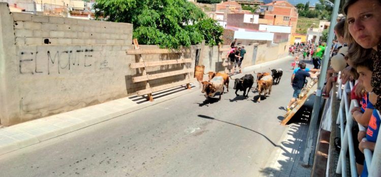 Fotos: prova del bou a Alcanar