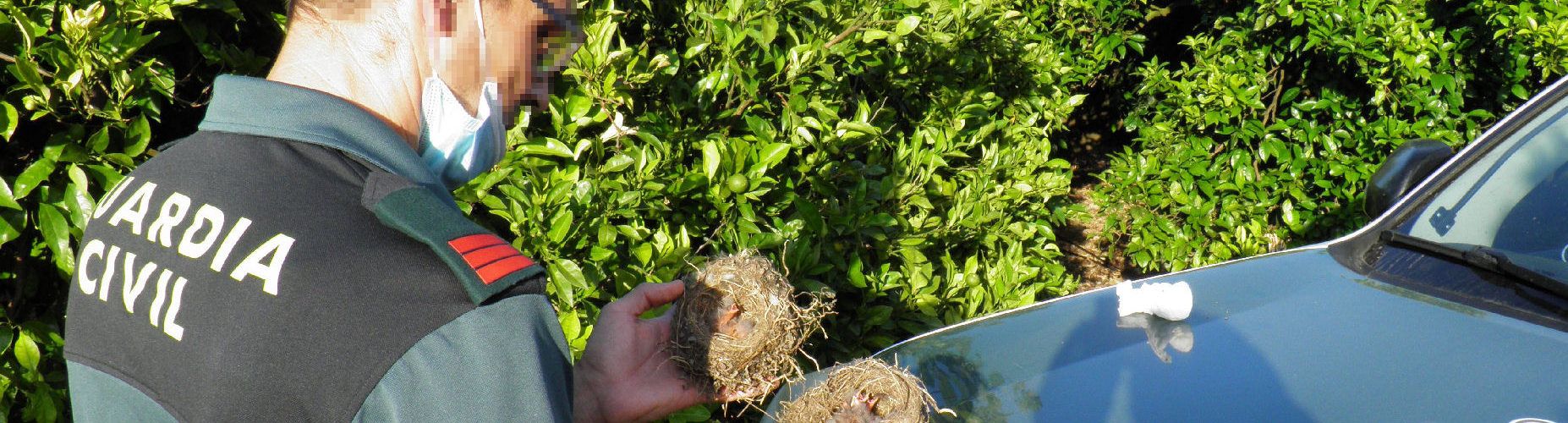 La Guardia Civil investiga a un vecino de Sant Jaume D’Enveja por recoger nidos de pájaros fringílidos y sacarlos del hábitat natural