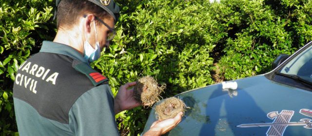 La Guardia Civil investiga a un vecino de Sant Jaume D’Enveja por recoger nidos de pájaros fringílidos y sacarlos del hábitat natural