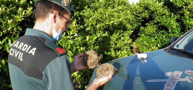 La Guardia Civil investiga a un vecino de Sant Jaume D’Enveja por recoger nidos de pájaros fringílidos y sacarlos del hábitat natural