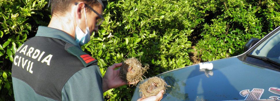 La Guardia Civil investiga a un vecino de Sant Jaume D’Enveja por recoger nidos de pájaros fringílidos y sacarlos del hábitat natural