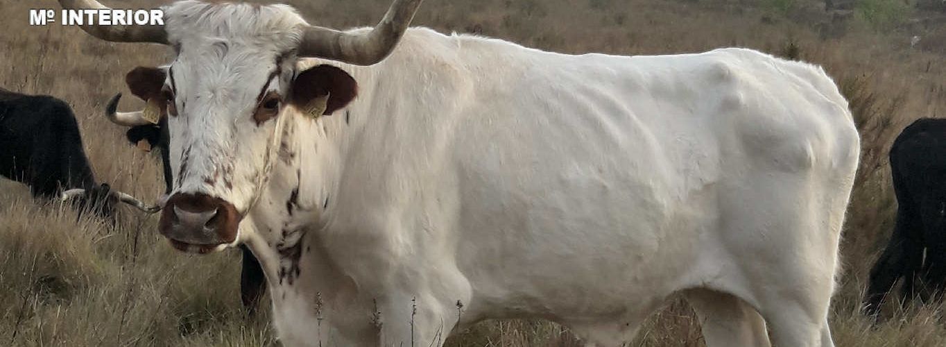 La Guardia Civil investiga a una persona por un delito de maltrato animal en Alcalá de Xivert