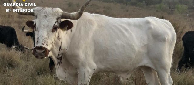 La Guardia Civil investiga a una persona por un delito de maltrato animal en Alcalá de Xivert