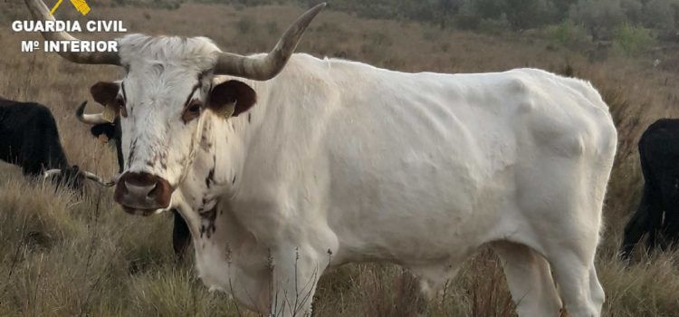 La Guardia Civil investiga a una persona por un delito de maltrato animal en Alcalá de Xivert