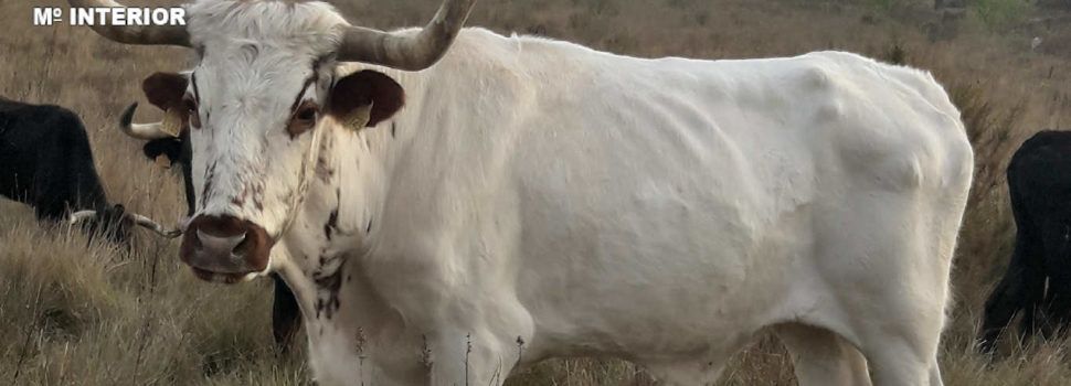 La Guardia Civil investiga a una persona por un delito de maltrato animal en Alcalá de Xivert