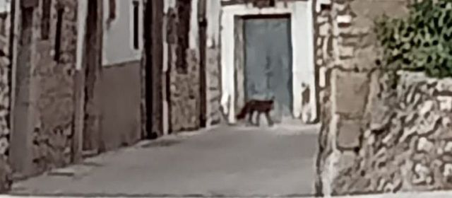 Fotos: rabosa famolenca pels carrers de Vallibona