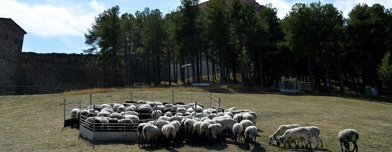 Torna la Fira de Morella, rere dos anys de suspensió per la pandèmia