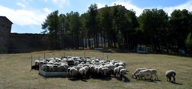 Torna la Fira de Morella, rere dos anys de suspensió per la pandèmia