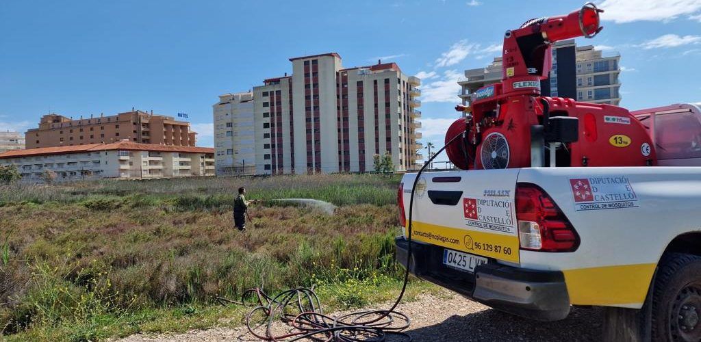 Peníscola intensifica les tasques per a combatre al mosquit tigre