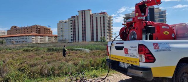Peníscola intensifica les tasques per a combatre al mosquit tigre