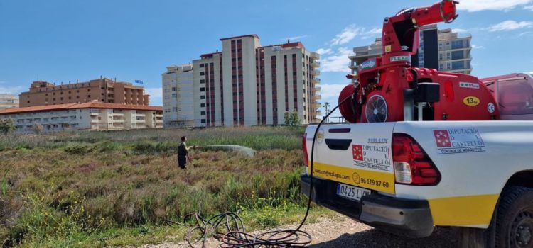 Peníscola intensifica les tasques per a combatre al mosquit tigre