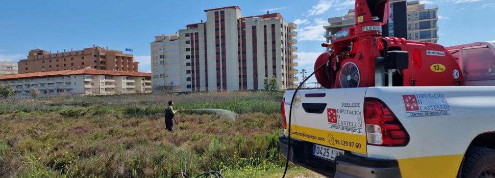 Peníscola intensifica les tasques per a combatre al mosquit tigre