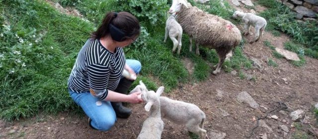 Cinco corderos en un solo parto en una masía de Morella