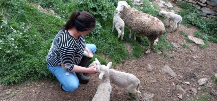 Cinco corderos en un solo parto en una masía de Morella