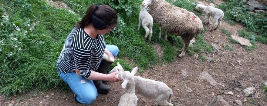 Cinco corderos en un solo parto en una masía de Morella