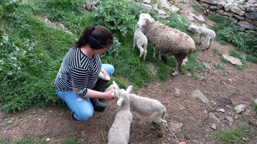 Cinco corderos en un solo parto en una masía de Morella