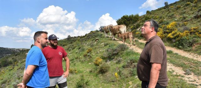Primeros terneros nacidos tras inseminar a 14 vacas de la Todolella con semen de un toro de Japón