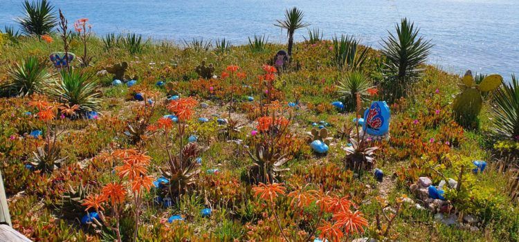 Fotos: El “jardí” de Cala Puntal, a Vinaròs, en primavera