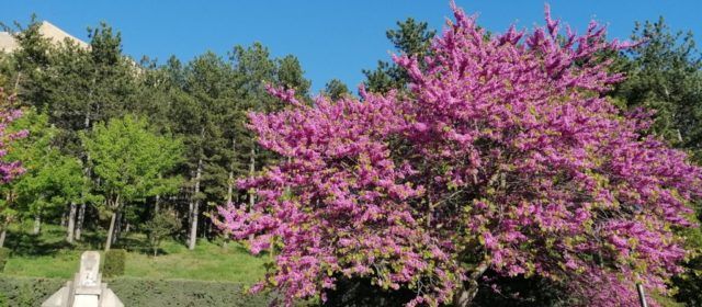 El temps, durant maig a Morella