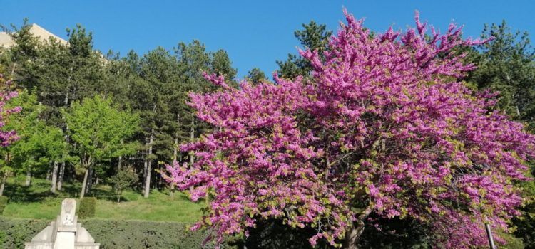 El temps, durant maig a Morella