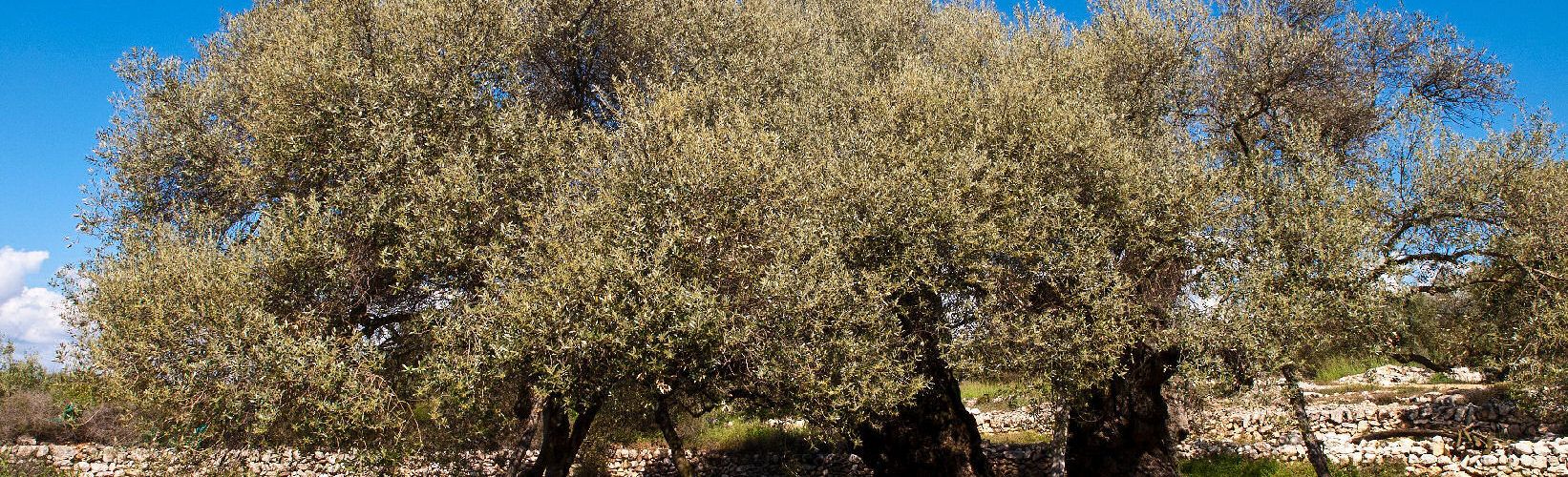 LA UNIÓ de Llauradors denuncia que la proposta d’ajudes a l’olivar tradicional del Ministeri d’Agricultura és pràcticament inservible per a la Comunitat Valenciana