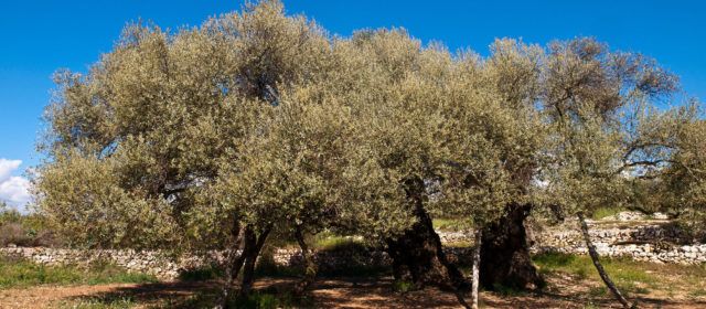 LA UNIÓ de Llauradors denuncia que la proposta d’ajudes a l’olivar tradicional del Ministeri d’Agricultura és pràcticament inservible per a la Comunitat Valenciana