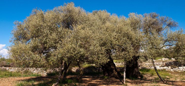 LA UNIÓ de Llauradors denuncia que la proposta d’ajudes a l’olivar tradicional del Ministeri d’Agricultura és pràcticament inservible per a la Comunitat Valenciana