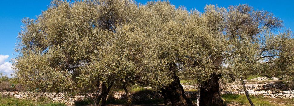 LA UNIÓ de Llauradors denuncia que la proposta d’ajudes a l’olivar tradicional del Ministeri d’Agricultura és pràcticament inservible per a la Comunitat Valenciana