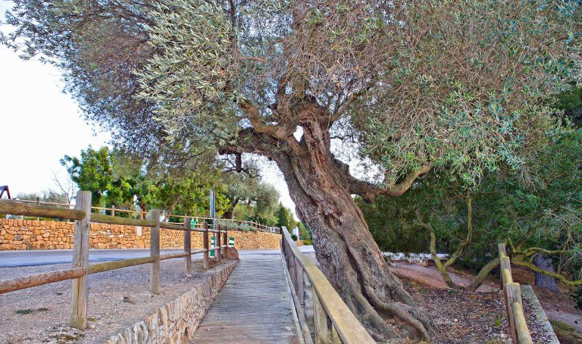 Ben Vist: Entre oliveres per l’ermita de Vinaròs