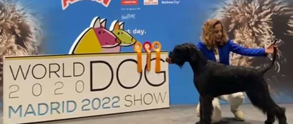5 títulos para perros vinarocenses en los campeonatos mundial y de España de belleza canina