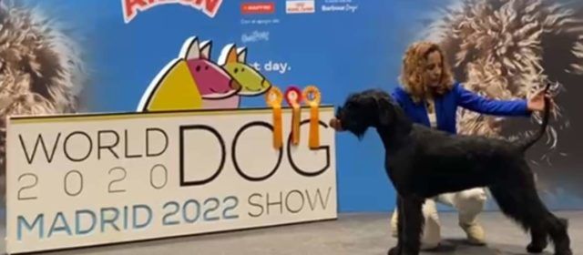 5 títulos para perros vinarocenses en los campeonatos mundial y de España de belleza canina
