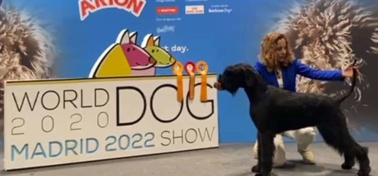 5 títulos para perros vinarocenses en los campeonatos mundial y de España de belleza canina