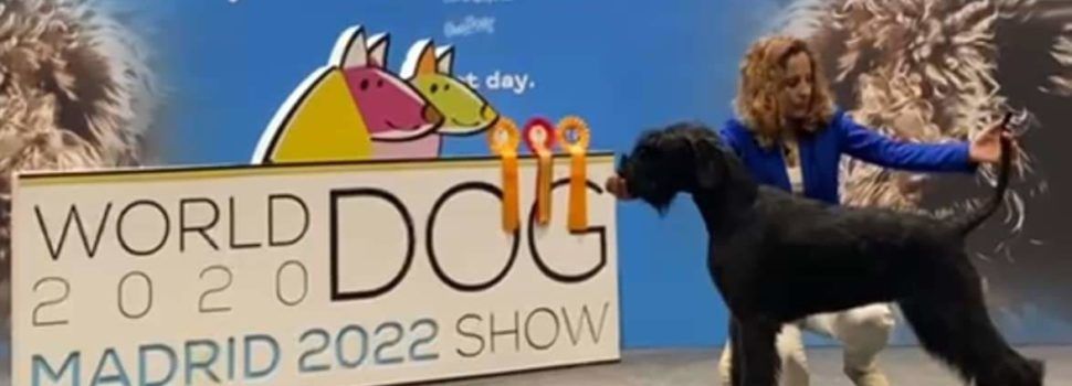 5 títulos para perros vinarocenses en los campeonatos mundial y de España de belleza canina