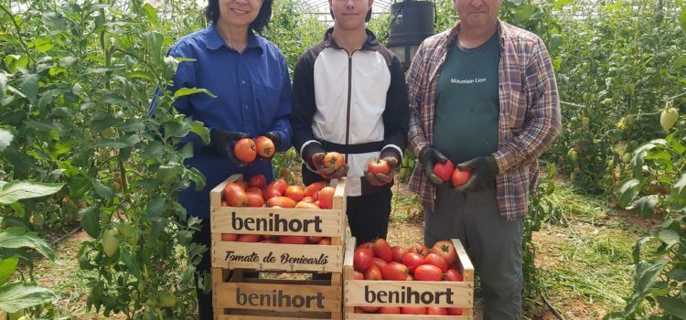 Benihort afronta su campaña estival de hortalizas con buenas perspectivas