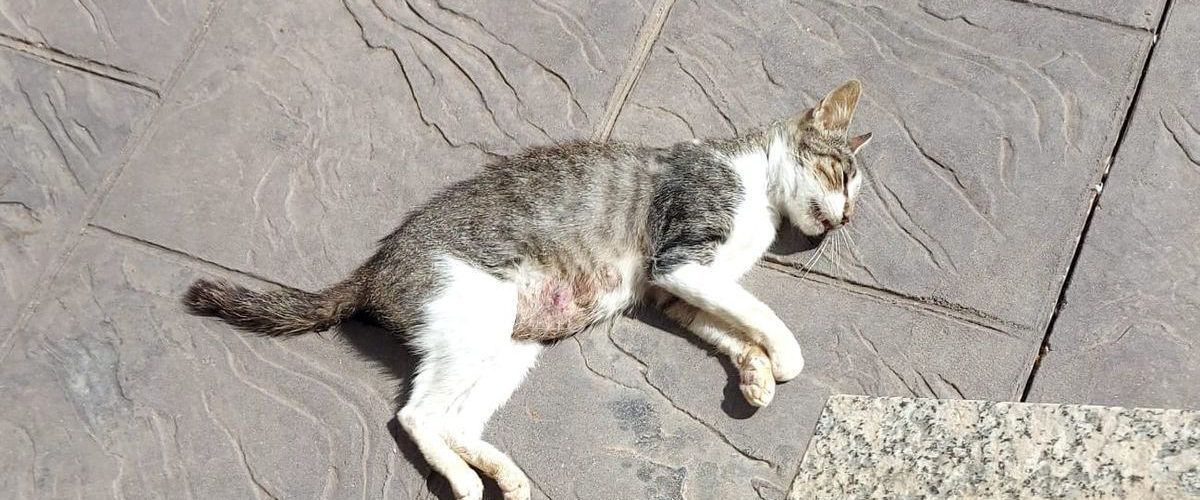 Vinaròs busca a los autores de las agresiones y muertes de gatos