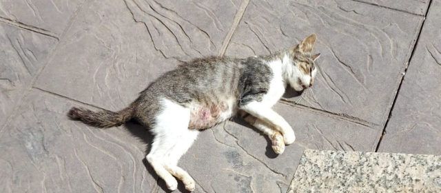 Vinaròs busca a los autores de las agresiones y muertes de gatos