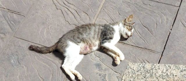 Vinaròs busca a los autores de las agresiones y muertes de gatos