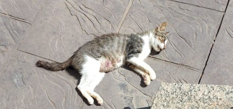 Vinaròs busca a los autores de las agresiones y muertes de gatos