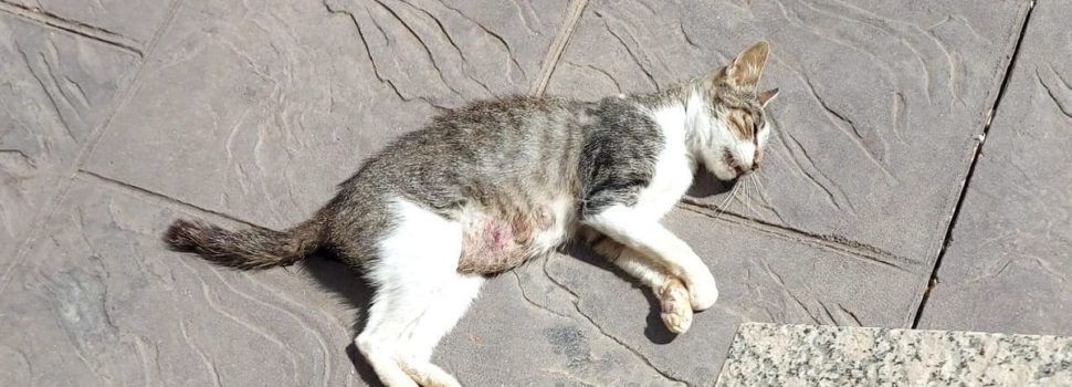 Vinaròs busca a los autores de las agresiones y muertes de gatos
