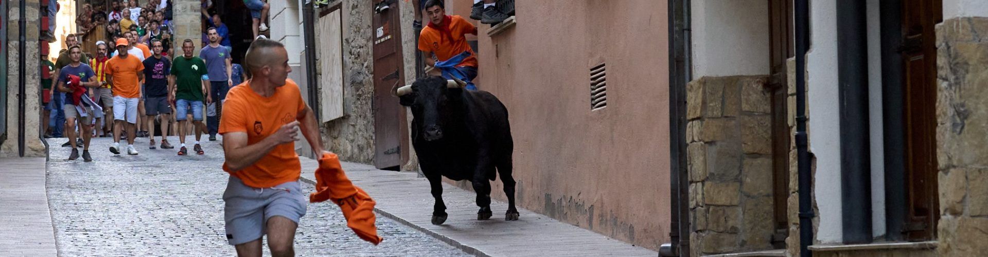 Els bous de Sant Roc de Morella arriben al seu últim dia