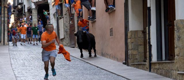 Els bous de Sant Roc de Morella arriben al seu últim dia