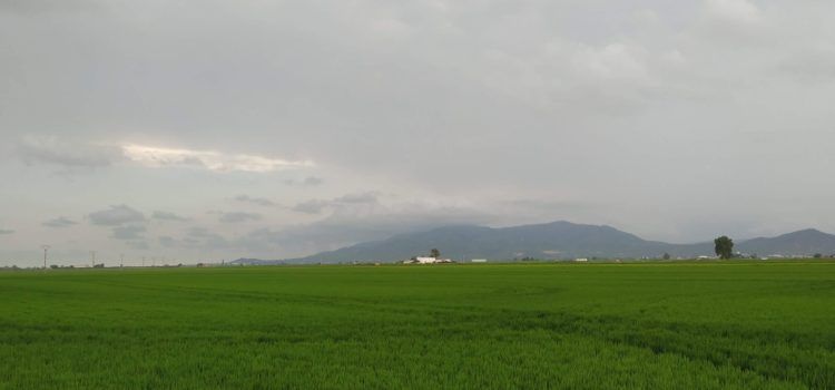 Fotos: Entre Amposta i Balada, al Delta de l’Ebre